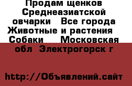 Продам щенков Среднеазиатской овчарки - Все города Животные и растения » Собаки   . Московская обл.,Электрогорск г.